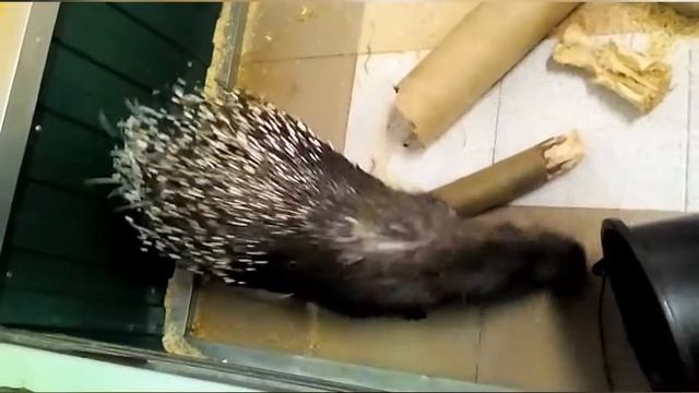 Дикобраз Мотя смотреть онлайн