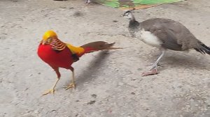 На птичьем дворе. Многообразие птиц: голубей, петухов, фазанов, павлинов, попугаев и не только 🐦🐤