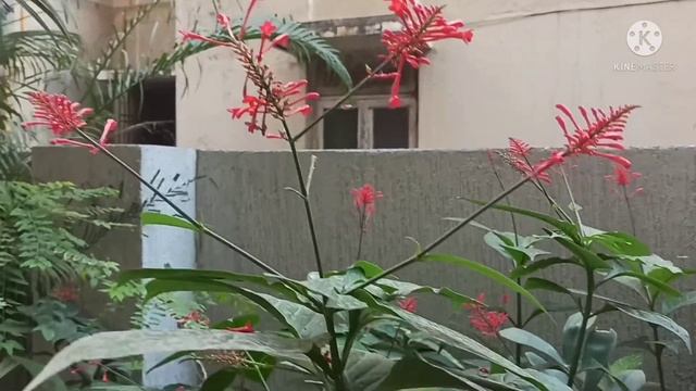 RED FLOWER SPIKES - ODONTONEMA