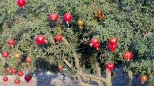 Как цветет гранат