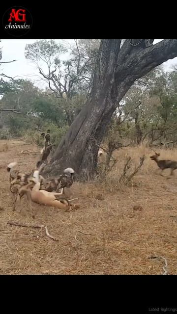 Pelea de animales #shorts смотреть онлайн