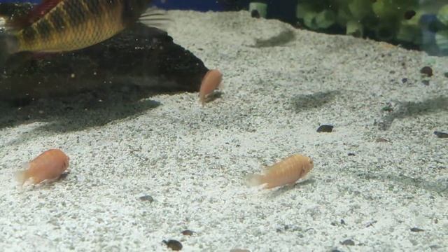 Tropheus Albino Chipimbi a mounth later. Трофеусы Альбино Чипимби месяц спустя смотреть онлайн