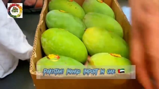 PAKISTANI MANGO IMPORT IN DUBAI MARKET 2023 |HIGHTES RATE IN THE WORLD смотреть онлайн