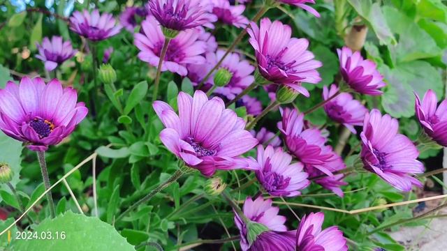 Osteospermum 'Soprano Purple' (African Daisy) смотреть онлайн
