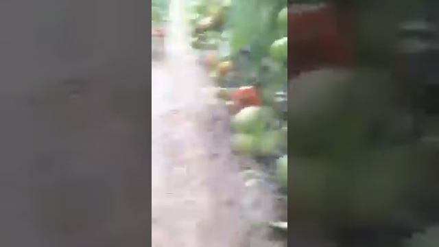 Удобрения для томатов. смотреть онлайн