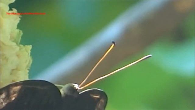 Grey Count butterfly eating fruits смотреть онлайн