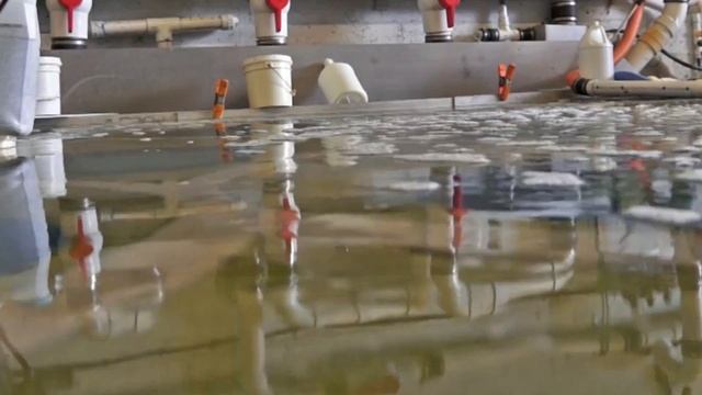 Cleaning wool rug from dog urine odor | PetPeePee смотреть онлайн