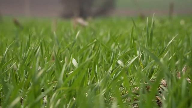 Переваги протруйника Кінто® Плюс - Євген Кравченко, регіональний менеджер BASF / СуперАгроном смотреть онлайн