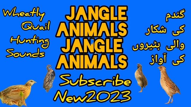 Batair ki awaz Quail sound Wheatley hunting sound گندم کی موسم والی سنگل بٹیر کی آواز
