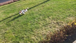 Бег с препятствиями. Собака Джек Рассел терьер.