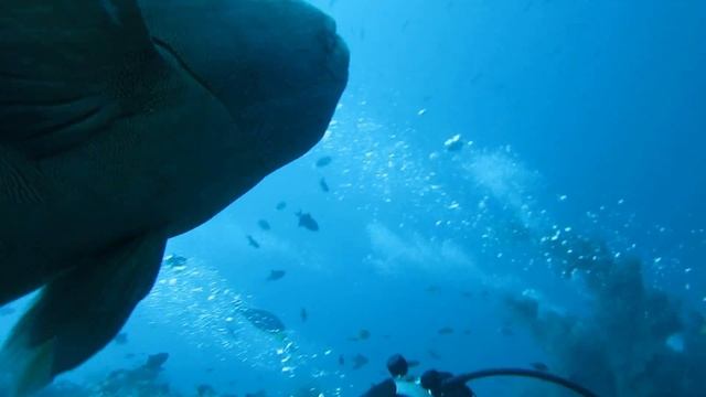 napoleon wrasse maldives смотреть онлайн