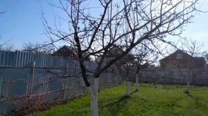 Вся рассада теперь в теплице.  Ремонт ставлю на паузу.