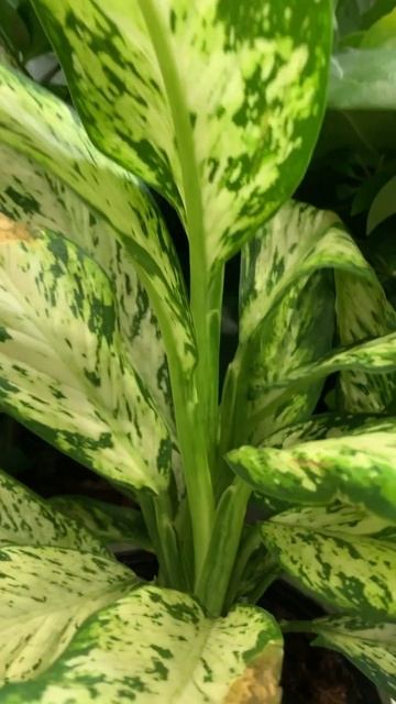 Costa Farms®️Dieffenbachia (Dumb Cane) #houseplants #plants #shorts