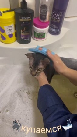 Купание котика #shorts
