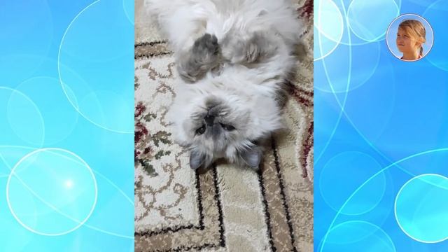 Интересная жизнь домашних питомцев смотреть онлайн