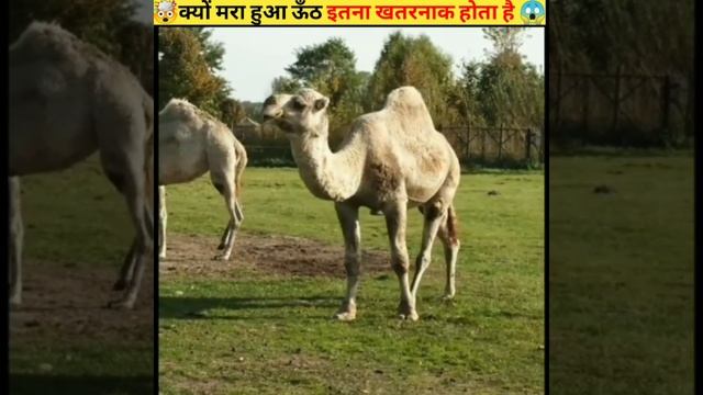 😱क्यों मरा हुआ ऊँठ इतना खतरनाक होता है 🤯why camel is not good for people || #shorts смотреть онлайн