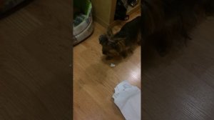 Собаке стыдно