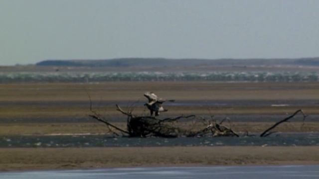 Alaska: the land that’s never been trodden by men смотреть онлайн