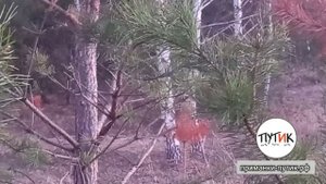 Косуля, сезон 2025