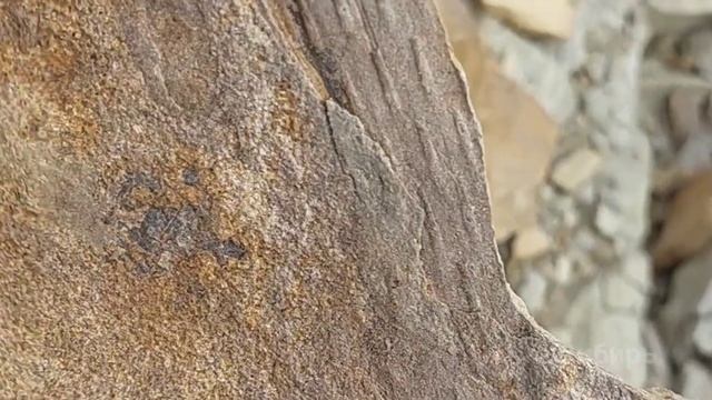 на поиски первых лепидодендронов смотреть онлайн