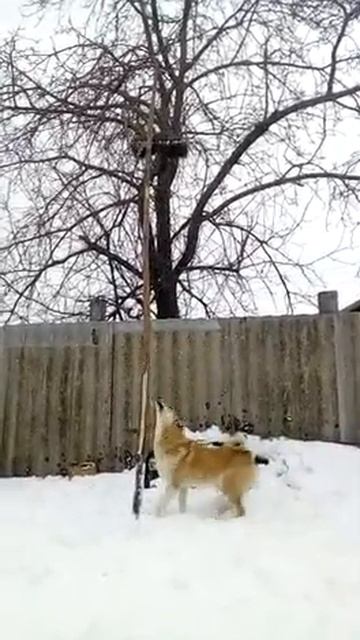 Работа лайки по кунице. Лайки Краснова С.В. Милка. Притравка. смотреть онлайн