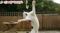 Приколы с котами! - С ОЗВУЧКОЙ! Смешные коты и КОШКИ! Самые смешные животные!