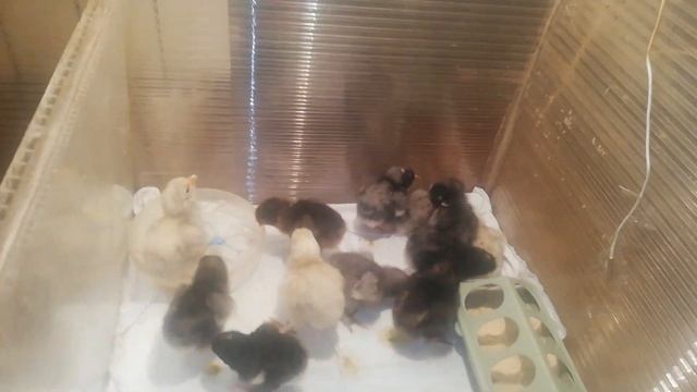 Цыплята Мехеленской кукушки. смотреть онлайн