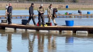 Поимки форели !!!