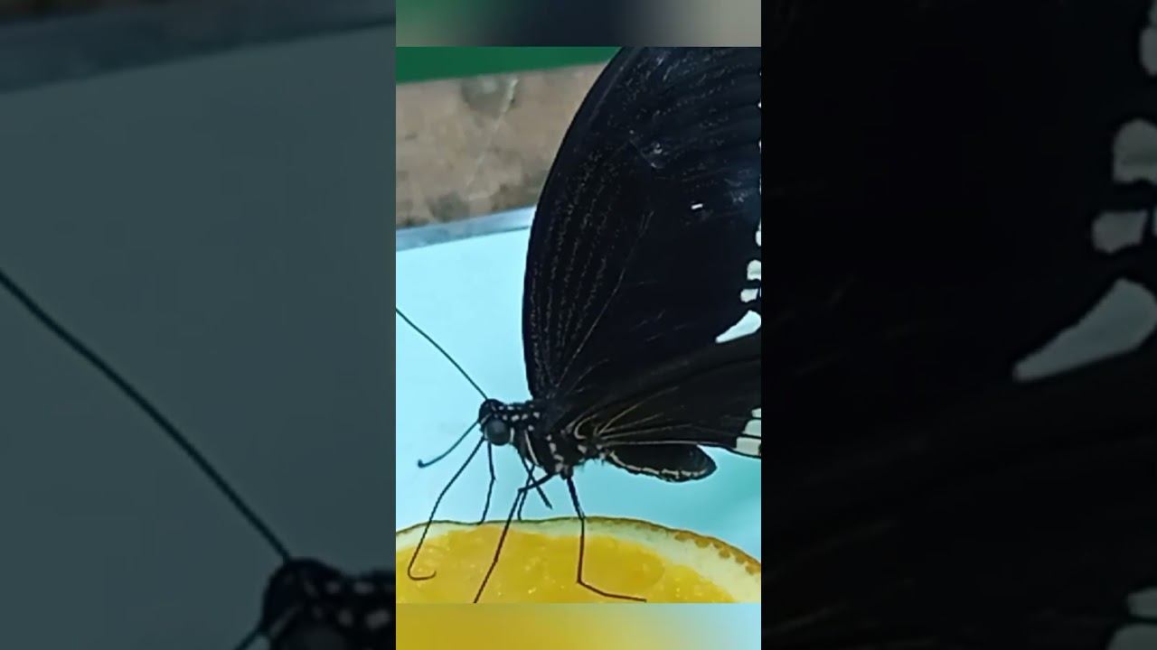 лижет сок апельсина #butterfly
