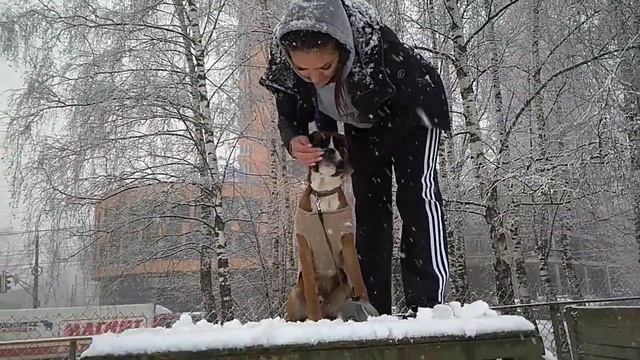 Дрессировка собак -первое занятие смотреть онлайн