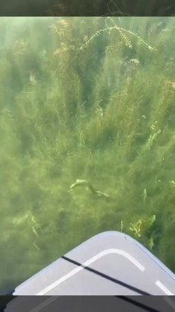 ловля в прозрачной воде