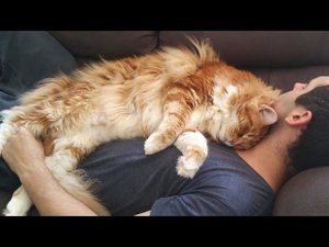 Почему кошка или кот любят спять с вами, у головы или ног? Дело только в любви!?