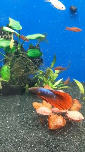 BETTA FISH‼️😍 CHECK THIS OUT ‼️ #short смотреть онлайн