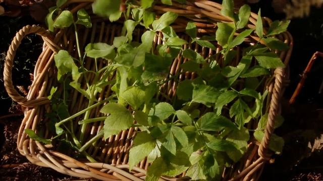 Salmon Caviar :: Traditional Foods, Contemporary Chef :: Kodiak Island смотреть онлайн