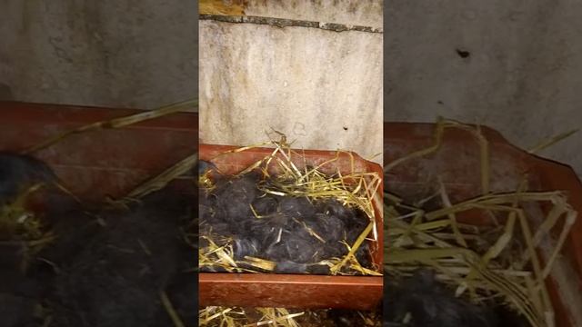 Кроликам 3 дня смотреть онлайн