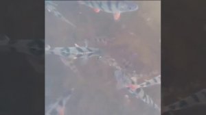 толпа полосатых