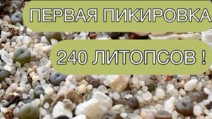 Первая пикировка 240 литопсов! 🌵Пересаживаю 2-х месячные сеянцы литопсов