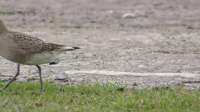 American Golden Plover at Davidstowe Airfield, Cornwall, United Kingdom. смотреть онлайн