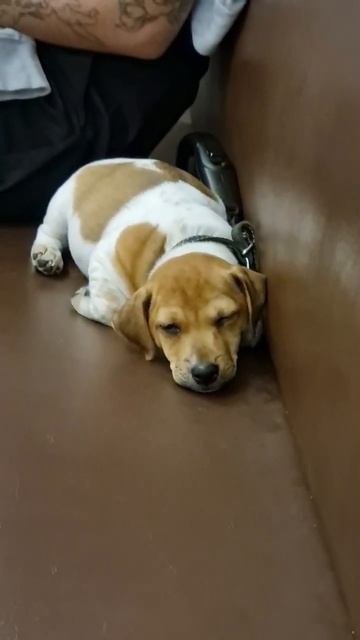 Щеночек едет в метро 🐶🤩