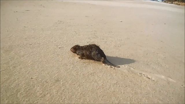 Первомайский бобер смотреть онлайн