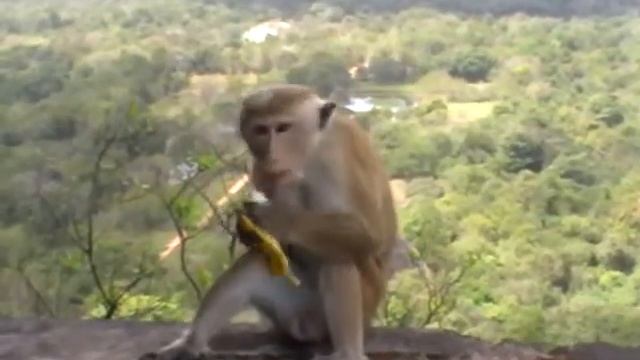 Обезьянки в Сигирии.wmv смотреть онлайн