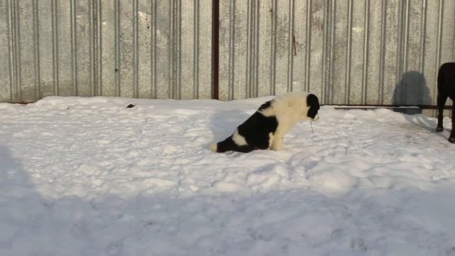 Шери Из Дома Лоцман смотреть онлайн