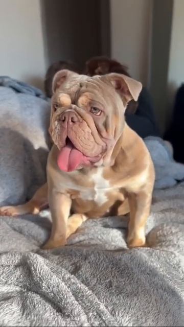 exotic english bull dog #shorts смотреть онлайн