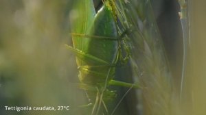 Tettigonia caudata -- Östliches Heupferd -- Eastern Green Bush-cricket