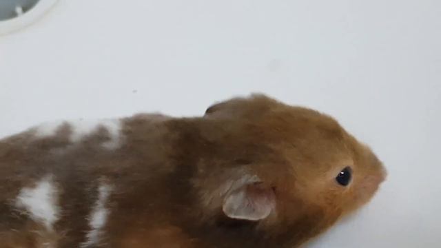 Хомячок Британка родила сегодня смотреть онлайн