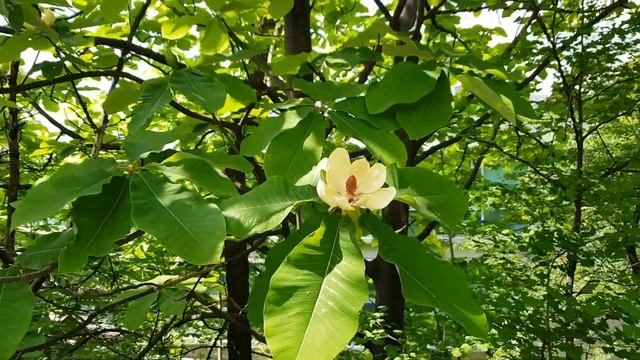 [자연 ASMR] 2020년 5월 13일 관악산 노천강당길 나무와 꽃(학명: Magnolia obovata, 일본목련)