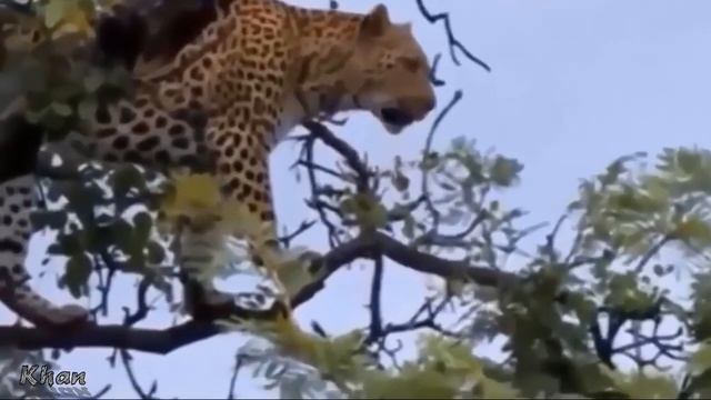 OMG! Leopard attacks newborn baboon | God Can't Help Mother Baboon Save Her Baby From Leopard. смотреть онлайн