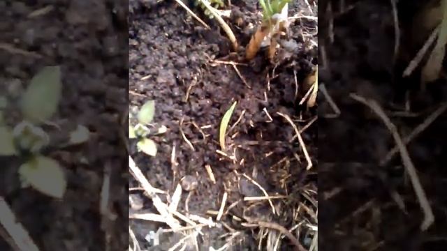 N3 Цветущий дворик. Уроки Марины Юрьевны. Борьба с сорняками и оформление приствольного круга. смотреть онлайн