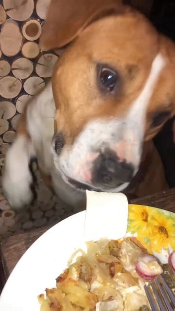 Собалисаворон !!!! зарядка diy dog животные питомец здорвье любимец еда сыр лисица ворон