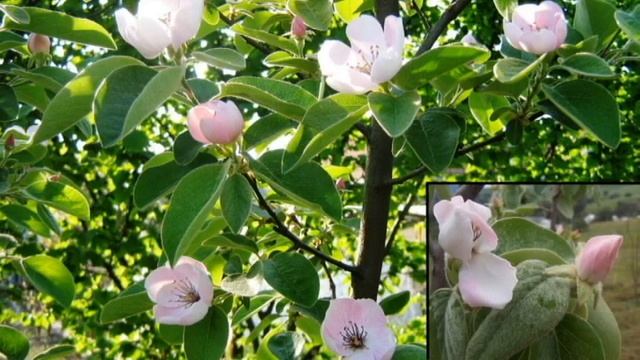 Quince - Cydonia oblonga смотреть онлайн